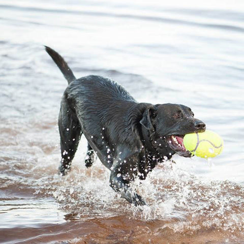 AirDog Squeaker Football